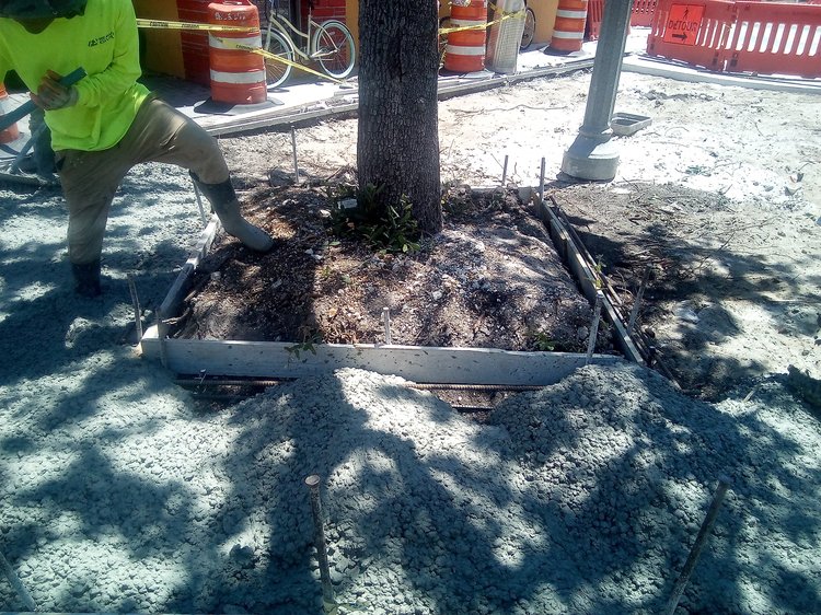 Tree Pruning   July 2024