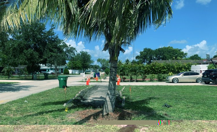 Tree Removal   June 2025