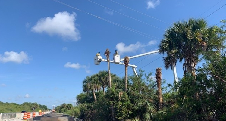 FPL contractor trimming back palm trees and vegetation encroaching on the utility relocation areas for the overhead powerlines to be relocated, May 2024
